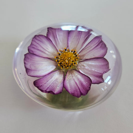 001 Candy Stripe Cosmos - Rock Garden