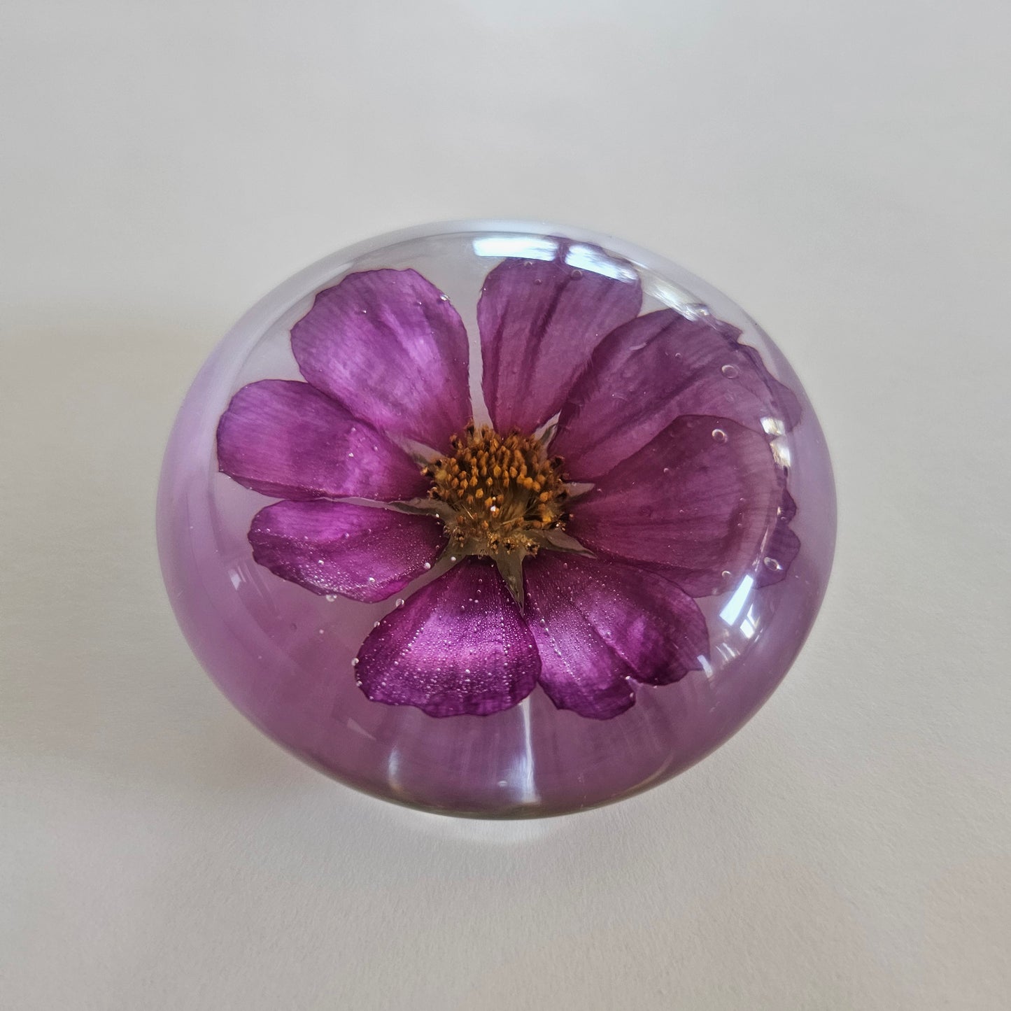 Dazzler Cosmos Flower - Palm Stone