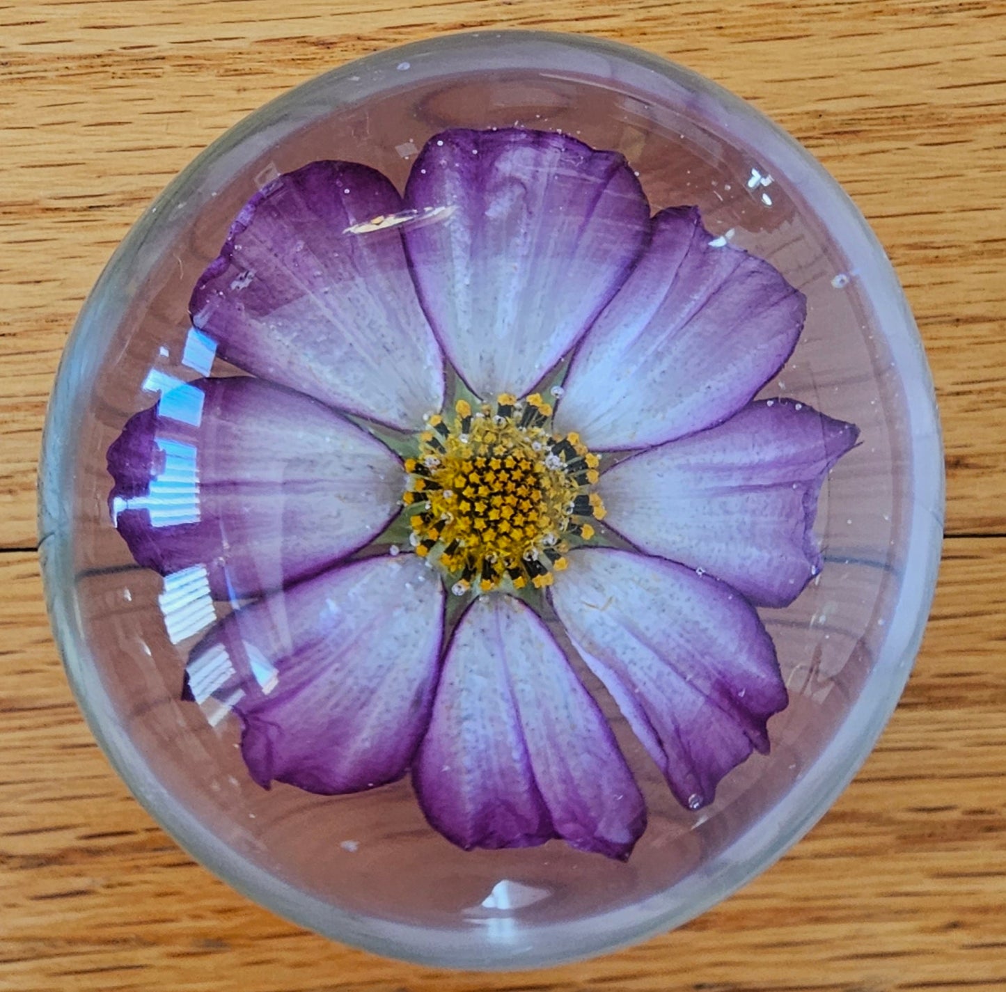 001 Candy Stripe Cosmos - Palm Stone