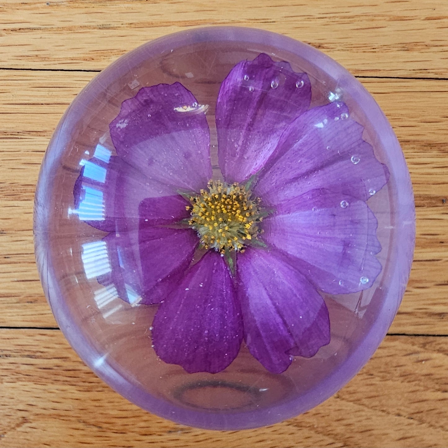 Dazzler Cosmos Flower - Palm Stone