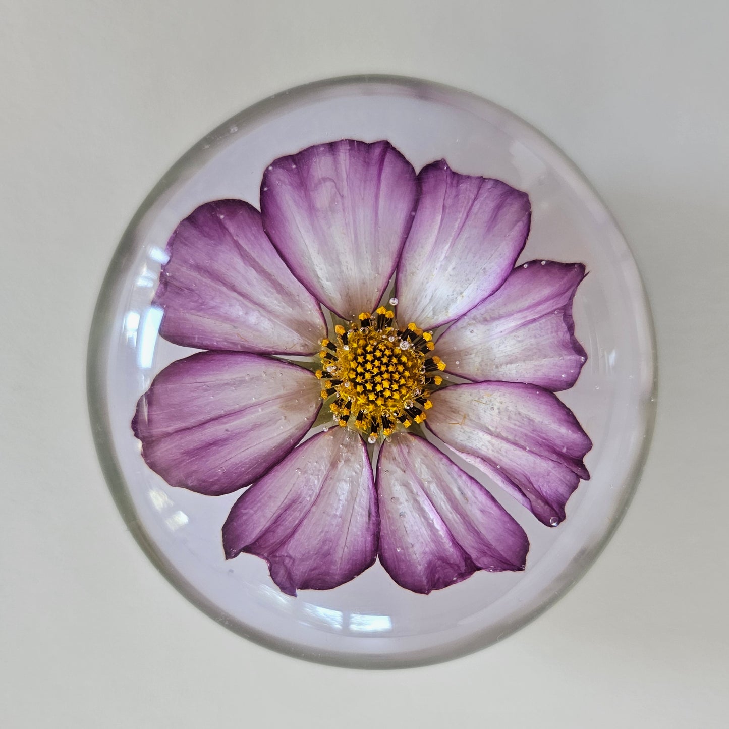 001 Candy Stripe Cosmos - Palm Stone