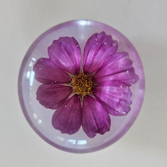 Dazzler Cosmos Flower - Palm Stone