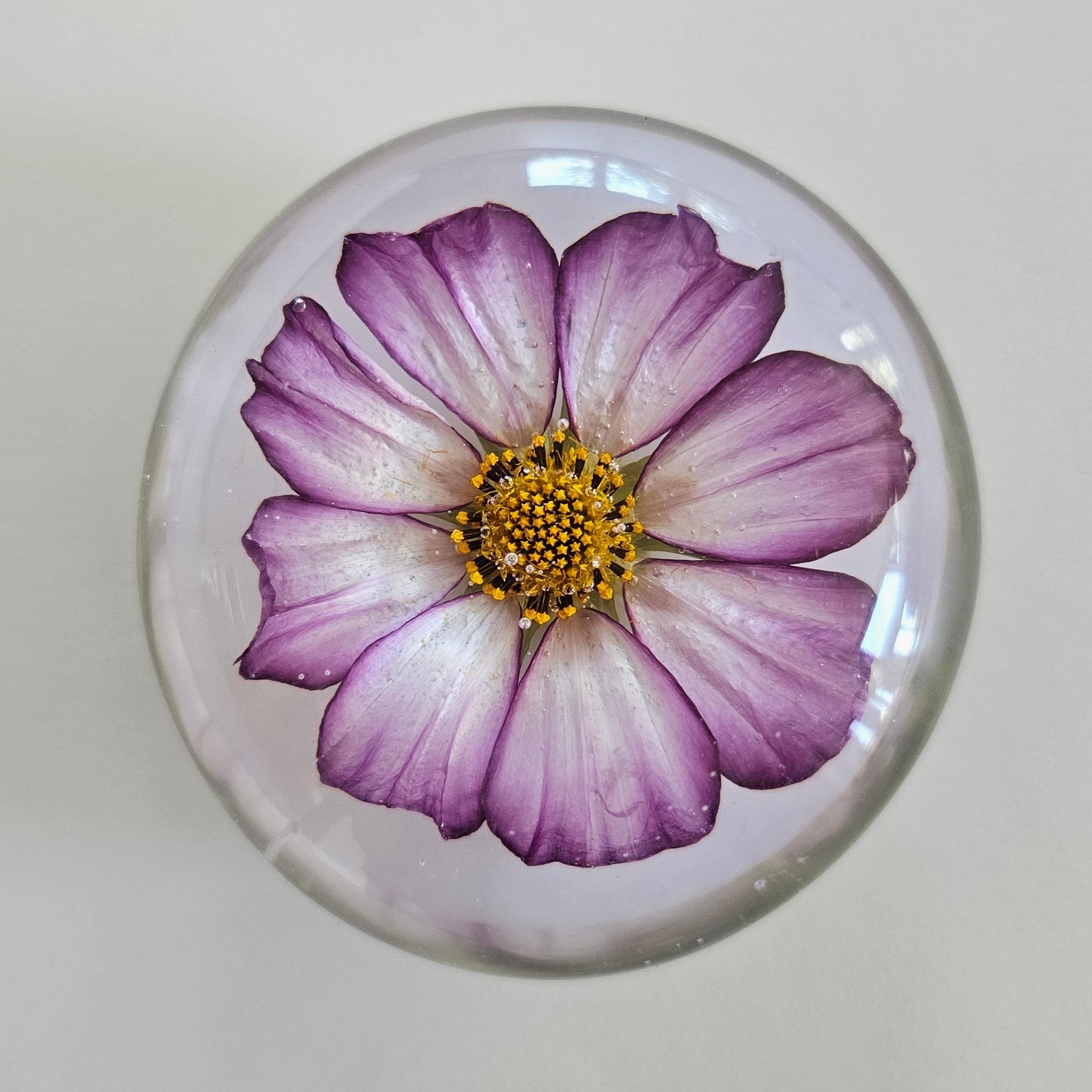 001 Candy Stripe Cosmos - Palm Stone