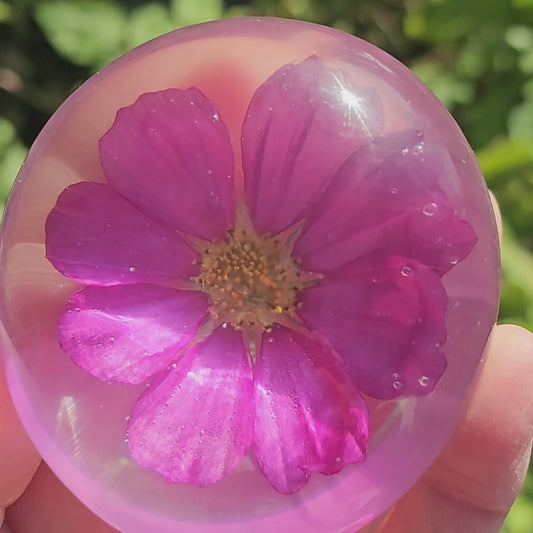 Dazzler Cosmos Flower - Palm Stone