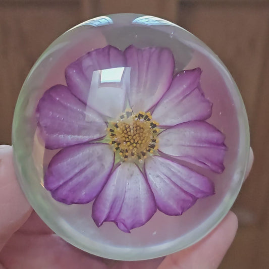 001 Candy Stripe Cosmos - Palm Stone